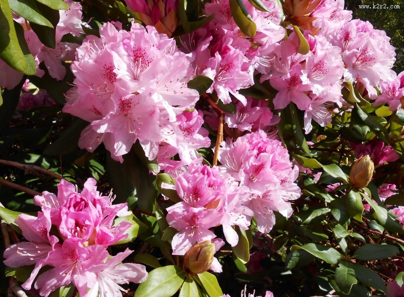 盛开的杜鹃花图片