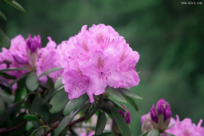盛开的杜鹃花图片