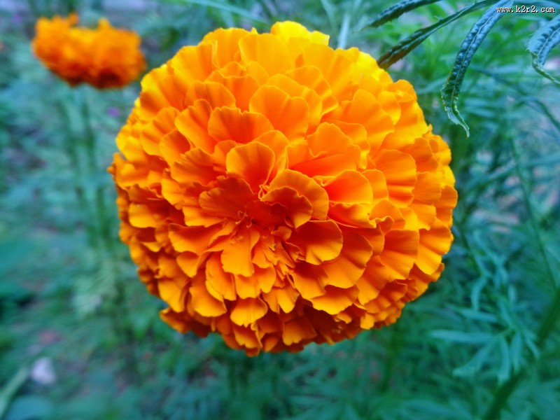 四季花万寿菊图片