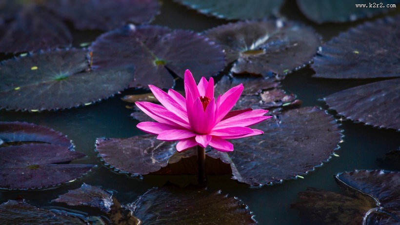 绽放的莲花图片