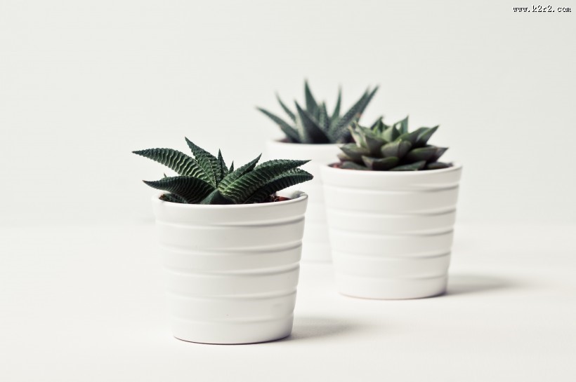 清新的小型植物盆栽图片