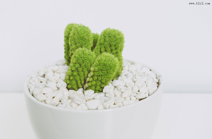 清新的小型植物盆栽图片