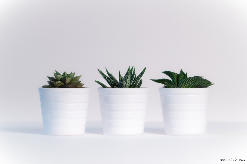 清新的小型植物盆栽图片