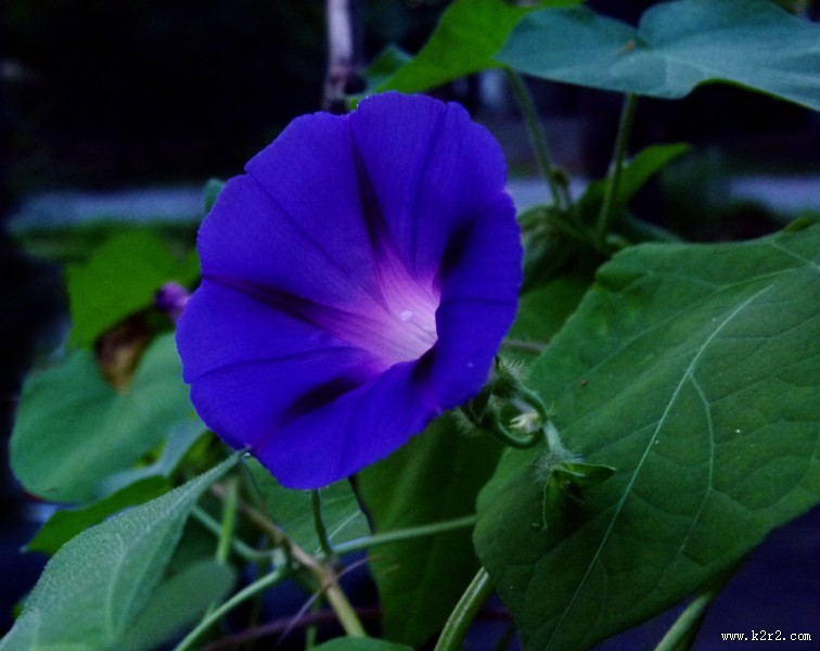 颜色各异的牵牛花图片大全