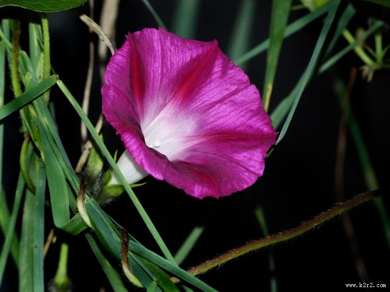 颜色各异的牵牛花图片大全