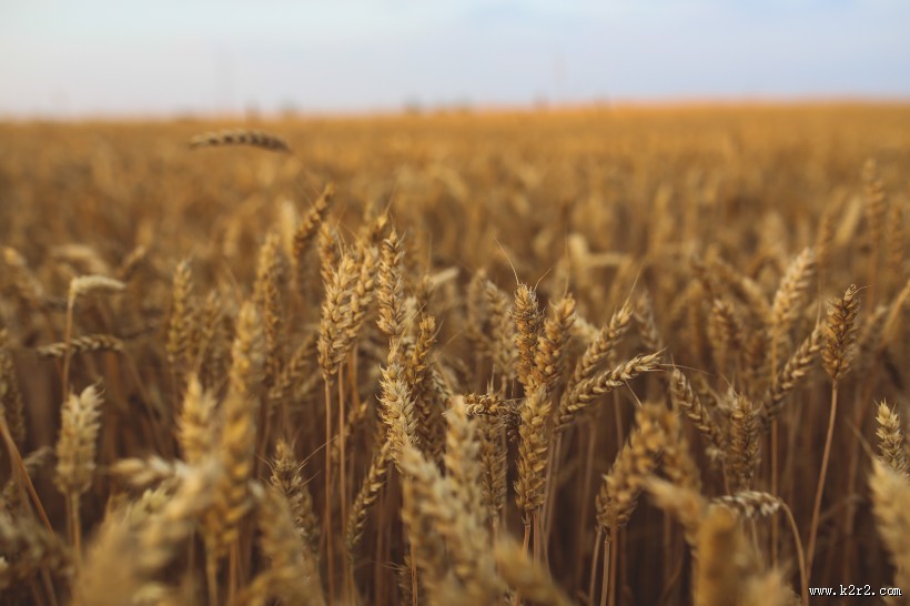 成熟的小麦图片大全