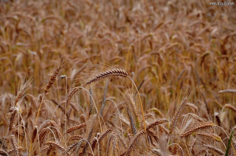 成熟的小麦图片大全