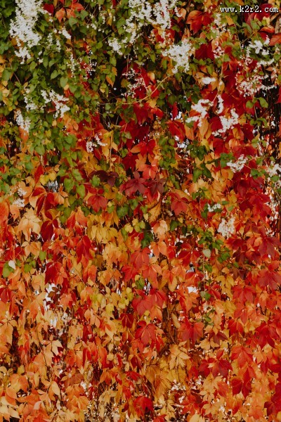 墙上的藤蔓图片