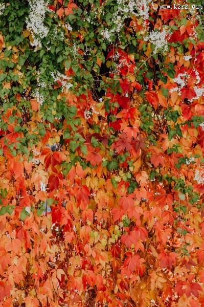 墙上的藤蔓图片