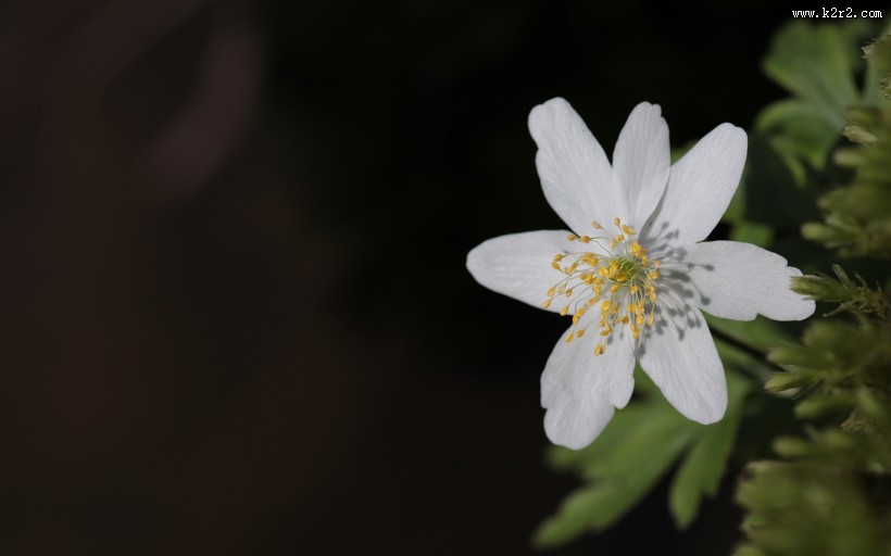 欧洲银莲花图片