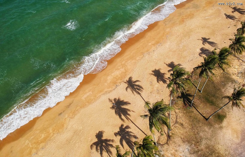 挺拔的椰子树图片