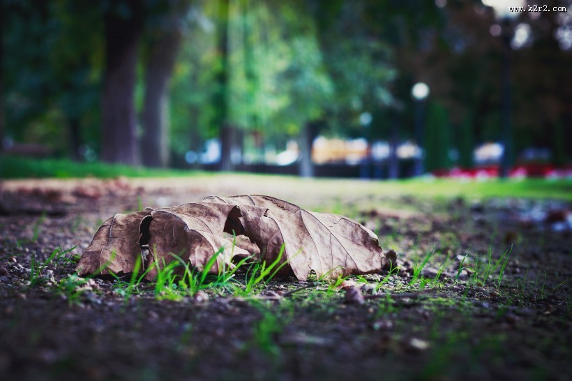 地上的落叶图片