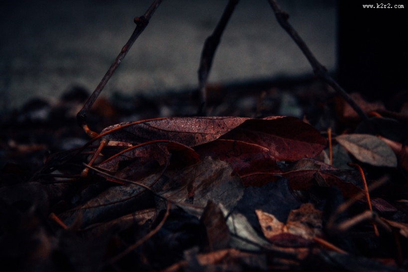 地上的落叶图片