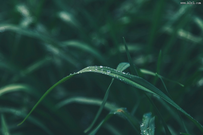 植物上的水珠图片