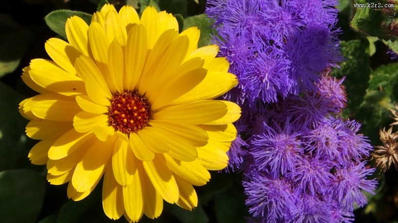 四季花万寿菊图片大全