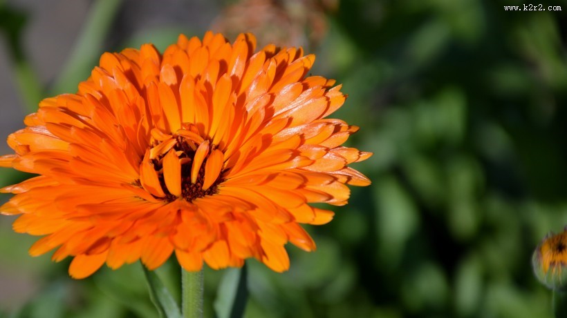 四季花万寿菊图片大全