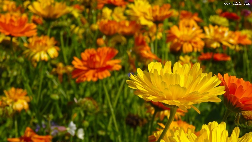 四季花万寿菊图片大全