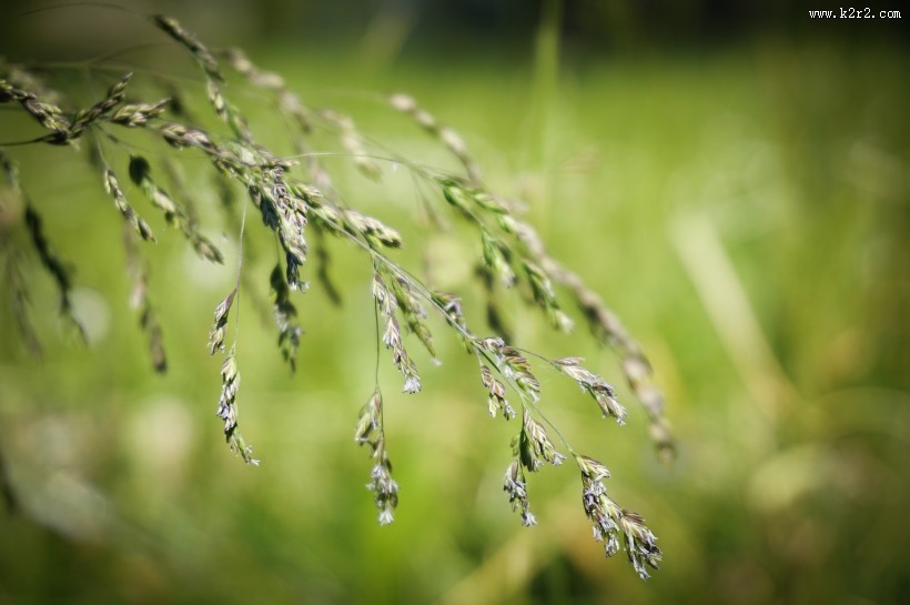 生命力旺盛的野草图片