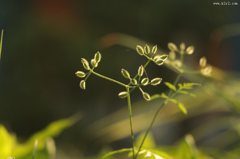 生命力旺盛的野草图片