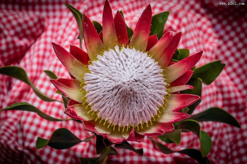 南非普罗梯亚木花图片