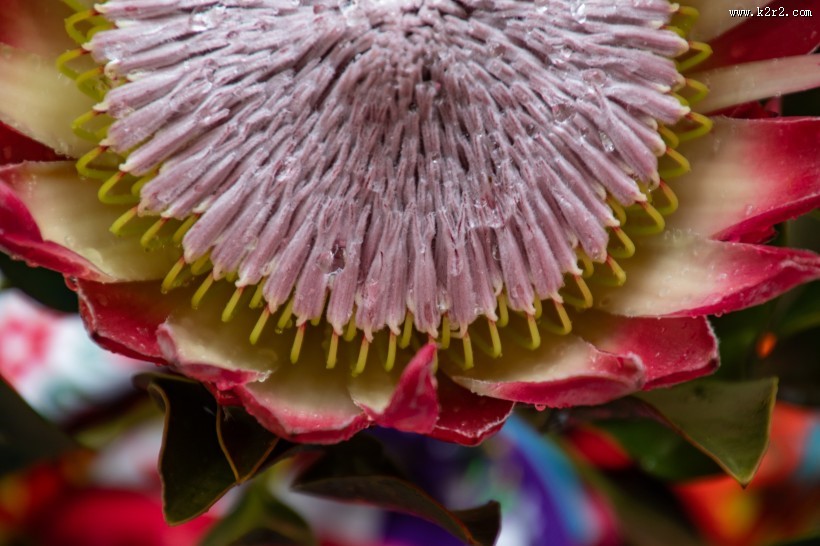 南非普罗梯亚木花图片