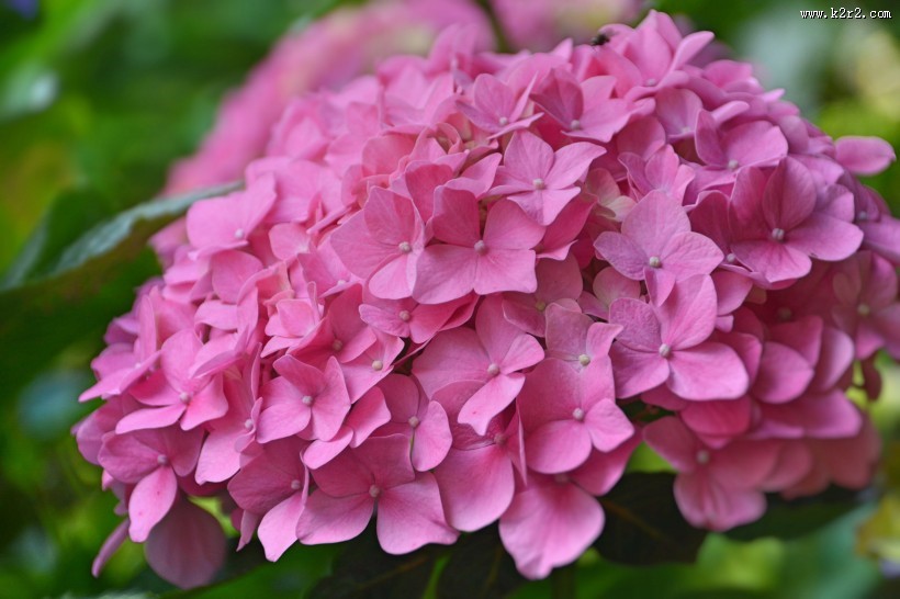 各色的绣球花图片