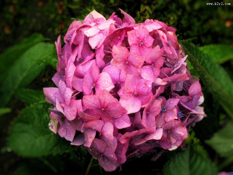 各色的绣球花图片