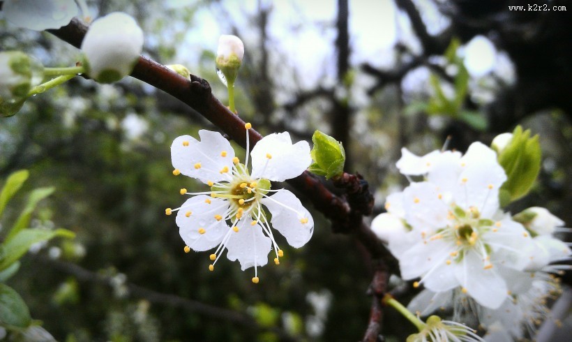 白色的桃花图片