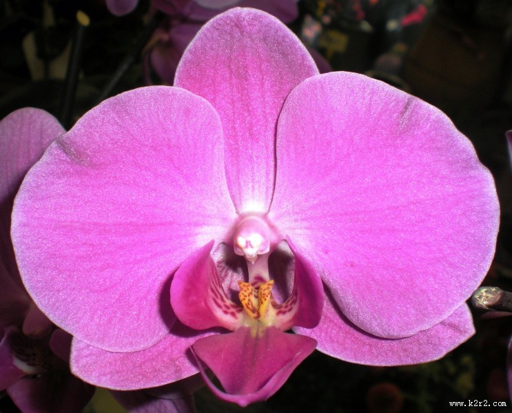 粉红色的蝴蝶兰图片大全