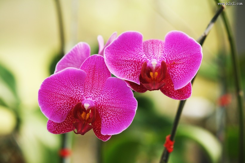 粉红色的蝴蝶兰图片大全