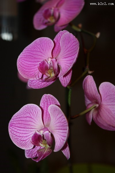 粉红色的蝴蝶兰图片大全