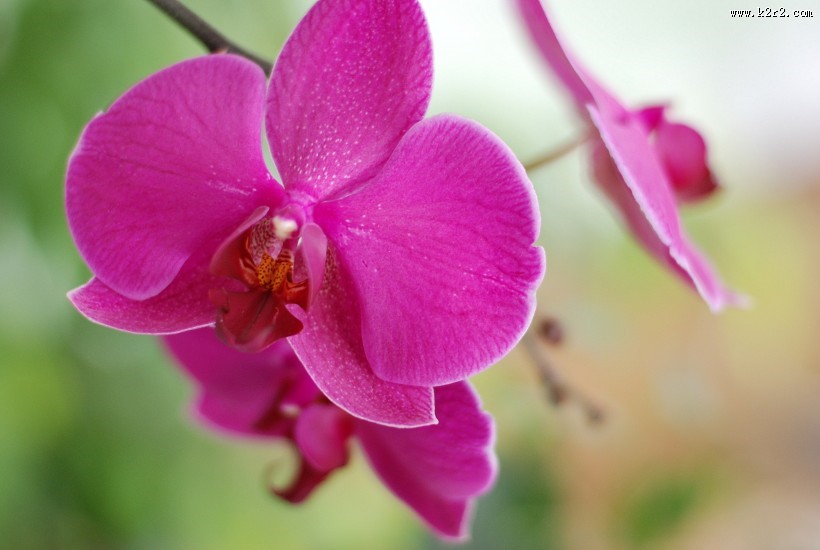 粉红色的蝴蝶兰图片大全