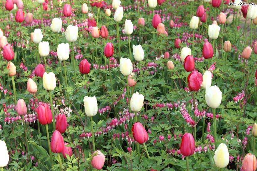 颜色各异的郁金香图片