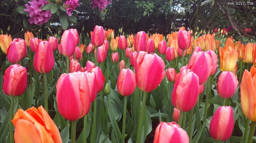 颜色各异的郁金香图片