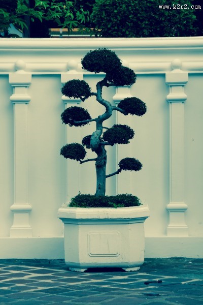 枝展叶舒的盆景图片