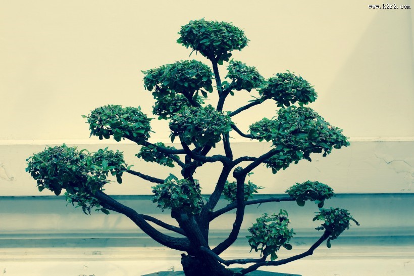 枝展叶舒的盆景图片