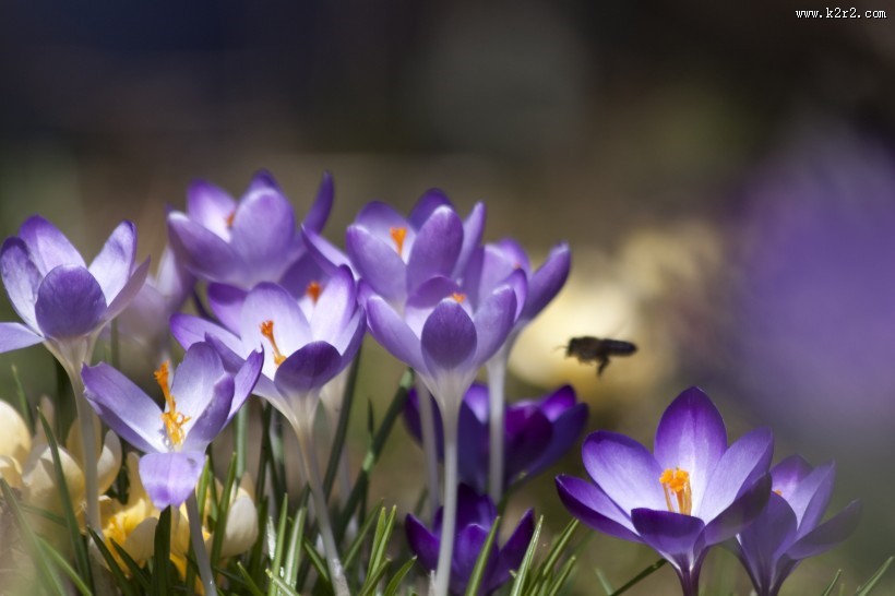 清新秀丽的番红花图片