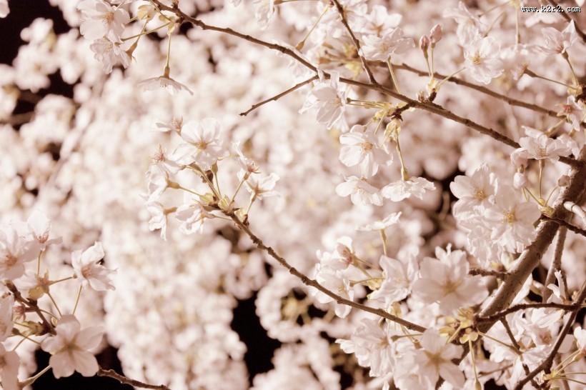 淡淡的粉红色梅花图片