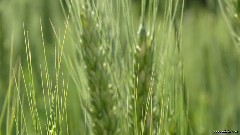 绿油油的小麦图片