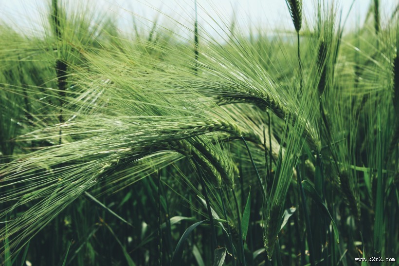 绿油油的小麦图片