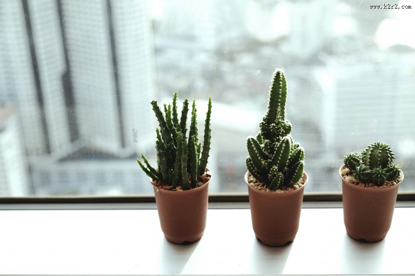 仙人掌盆栽图片