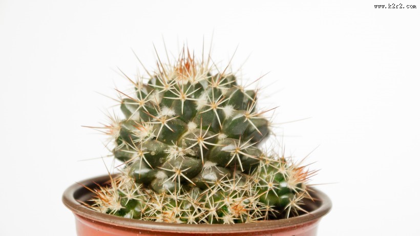 仙人掌盆栽图片