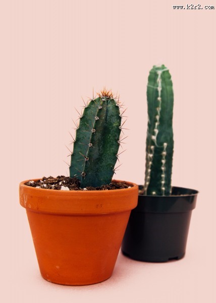 仙人掌盆栽图片