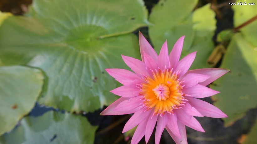 多姿多彩的睡莲图片大全