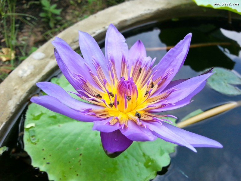 多姿多彩的睡莲图片大全