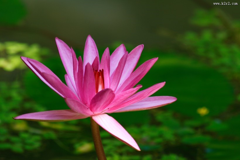 多姿多彩的睡莲图片大全