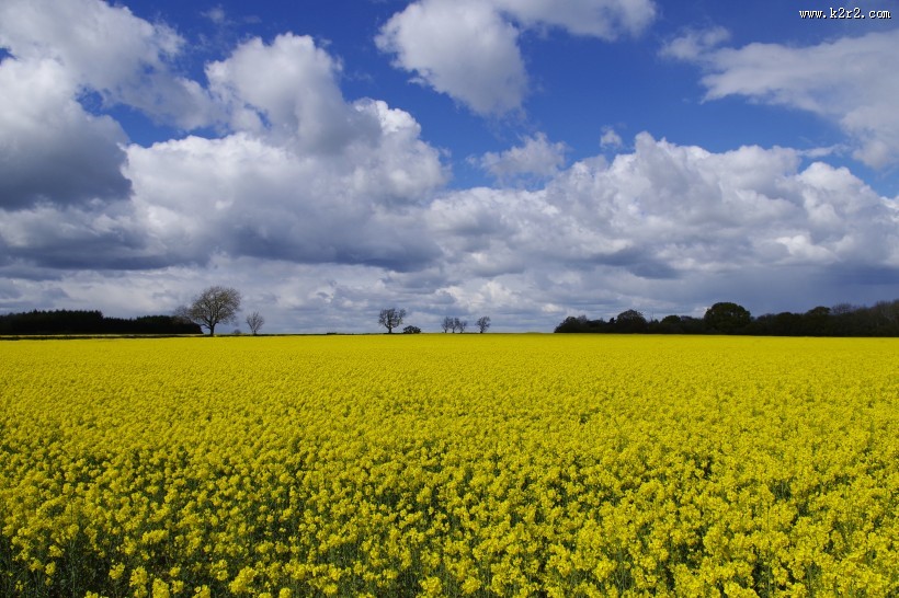 黄澄澄的油菜花田图片大全