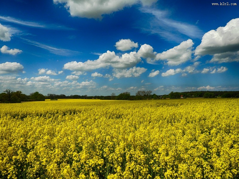 黄澄澄的油菜花田图片大全