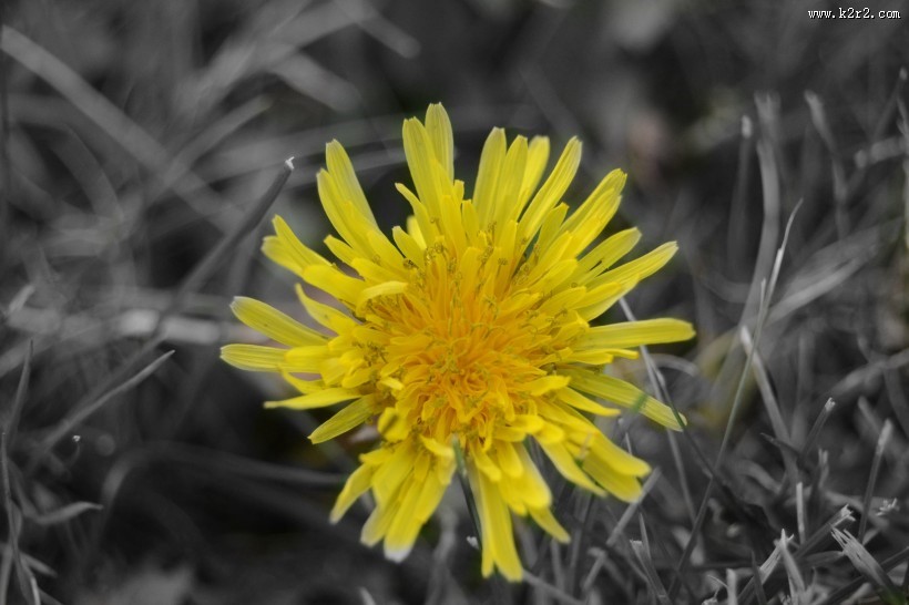 黄色的蒲公英图片