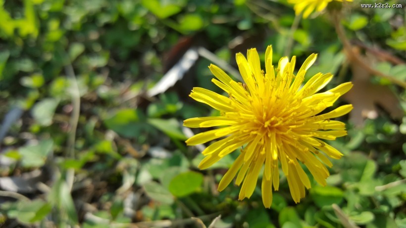 黄色的蒲公英图片